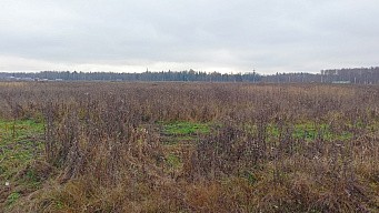 пос. Большое Трубицыно, г. Павловский Посад