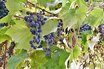 СНТ Мечта, г.о. Электрогорск