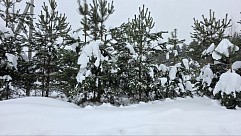 ул. Майская, уч. 25, д. Дмитриво, с. Рахманово, г.о. Павловский Посад