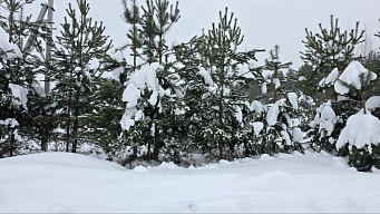 ул. Майская, уч. 25, д. Дмитриво, с. Рахманово, г.о. Павловский Посад